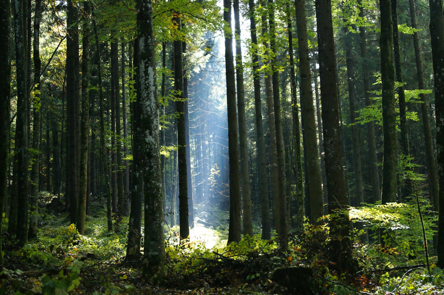 Sunlight streams through the trees in a dense forest.